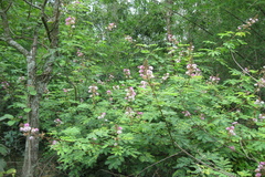 Mimosa hamata
